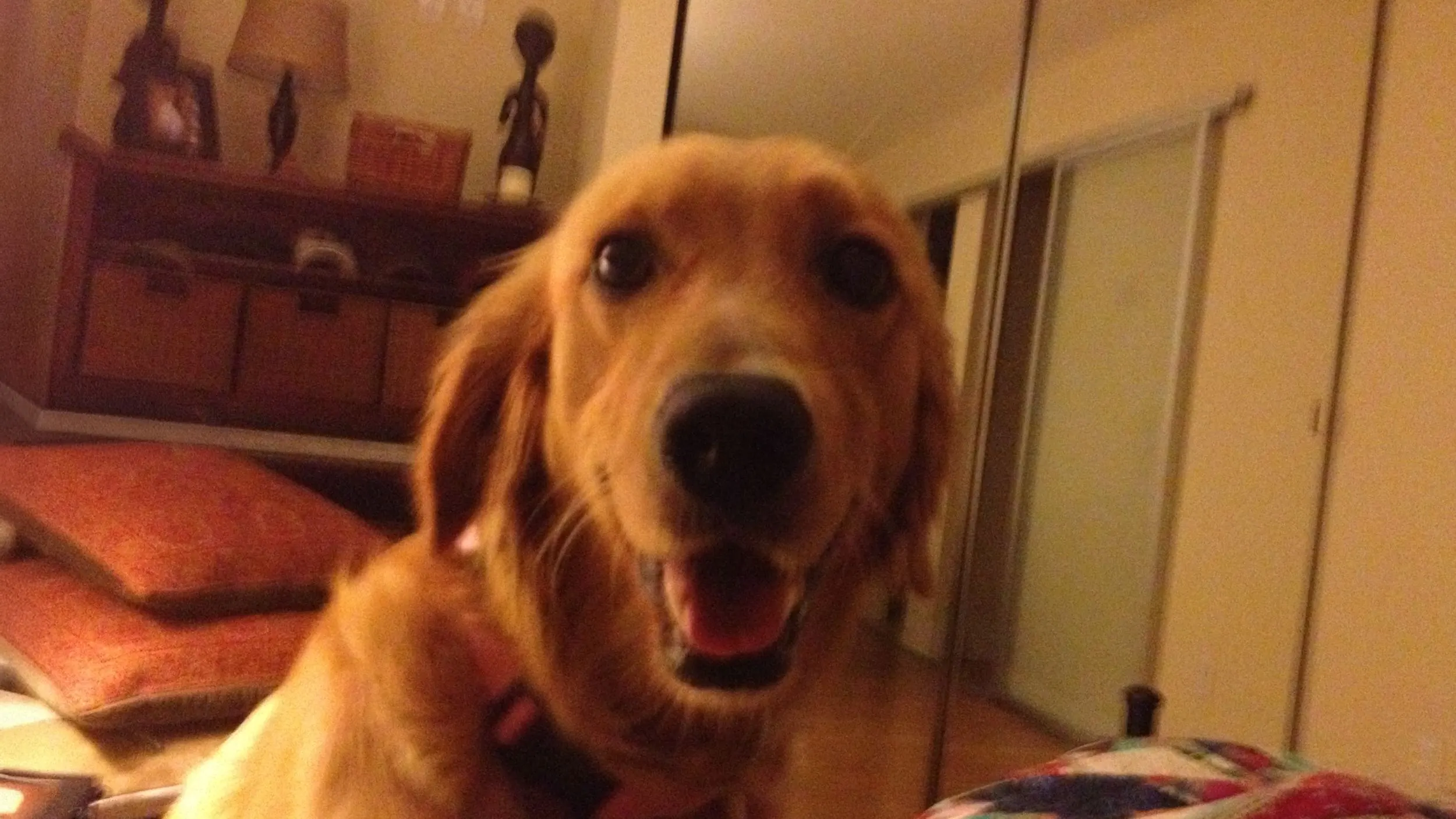 Coping with Losing a Dog