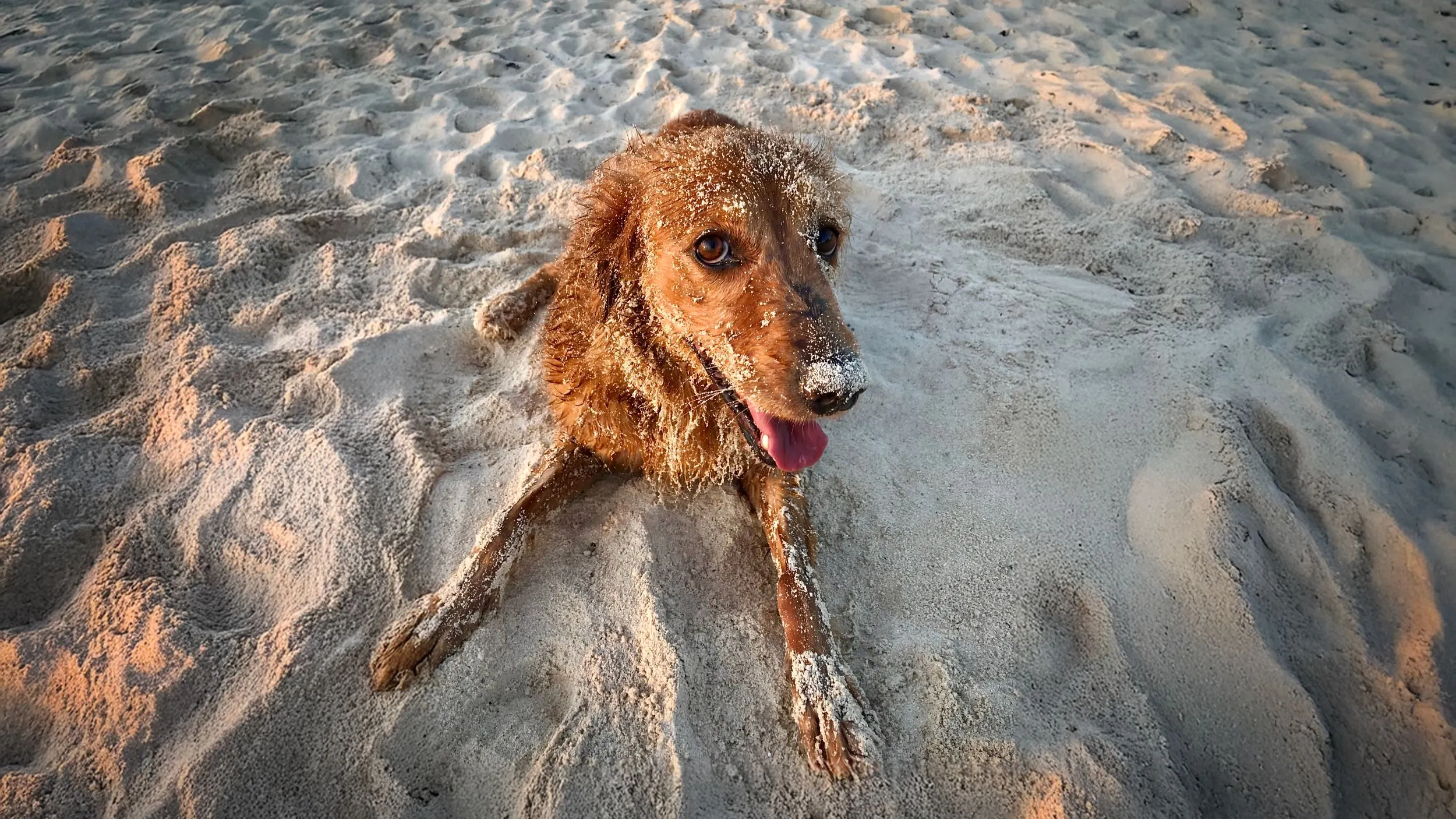 Coping with Losing a Dog