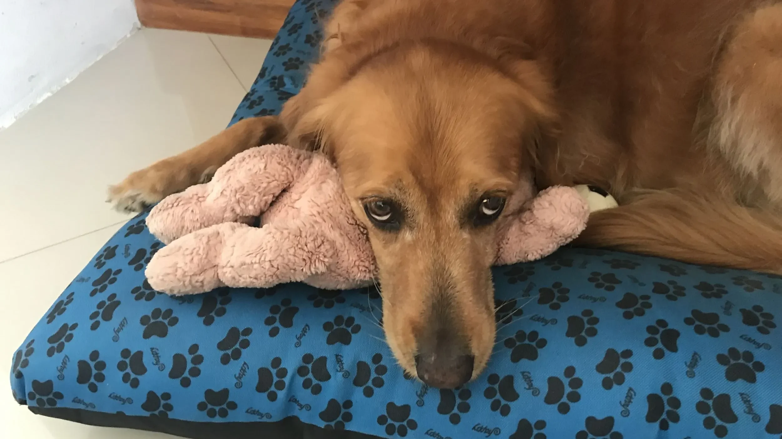 Coping with Losing a Dog