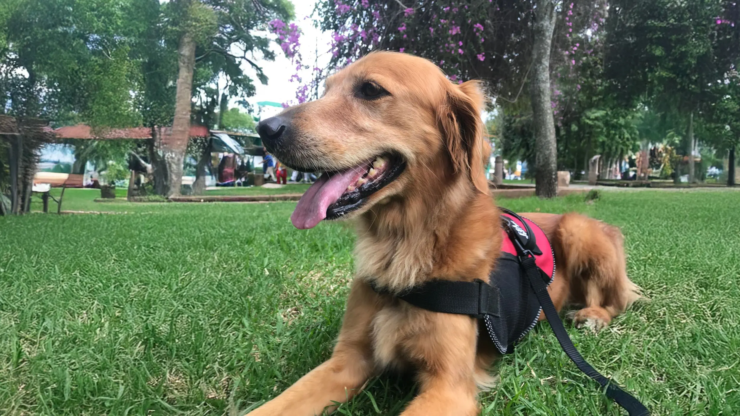 Coping with Losing a Dog