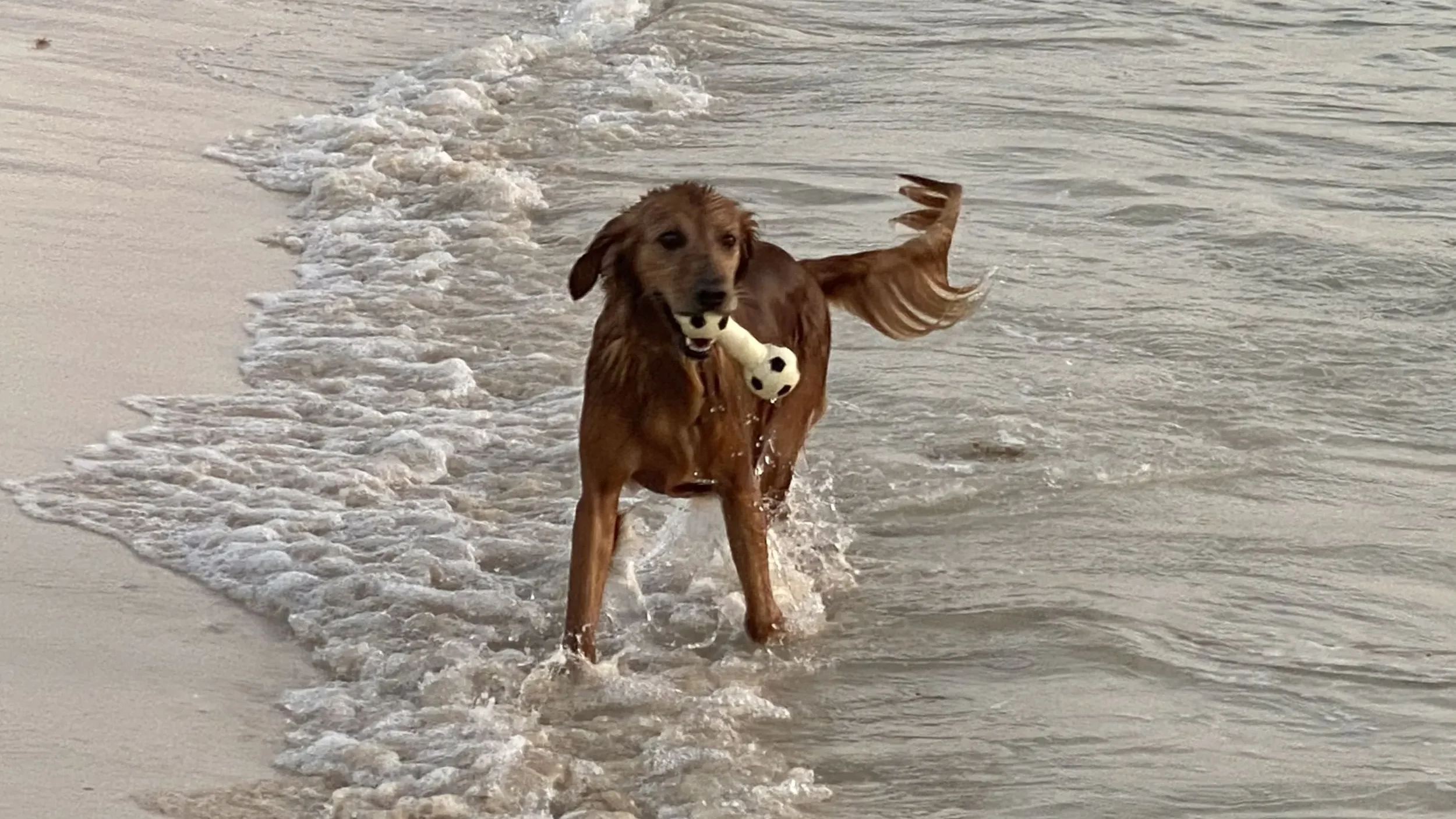 Coping with Losing a Dog