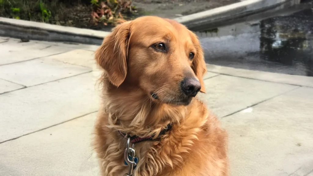 Coping with Losing a Dog: Remembering Mila Woofavich