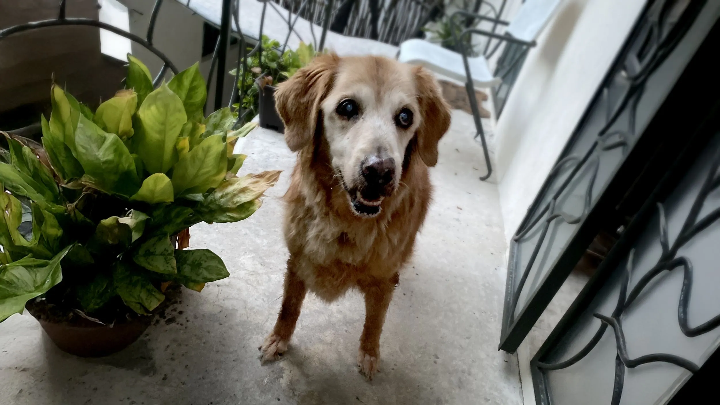Coping with Losing a Dog